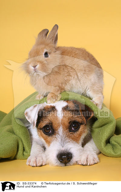 Hund und Kaninchen / SS-33374