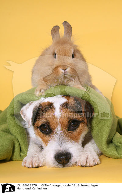 Hund und Kaninchen / SS-33376