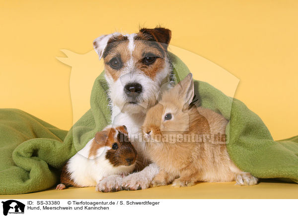 Hund, Meerschwein und Kaninchen / SS-33380
