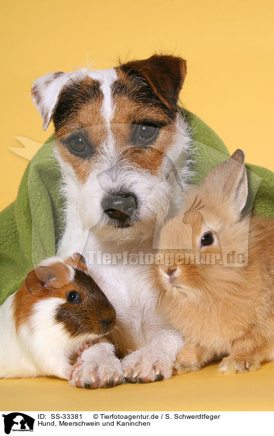 Hund, Meerschwein und Kaninchen / SS-33381