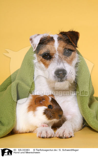 Hund und Meerschwein / SS-33383