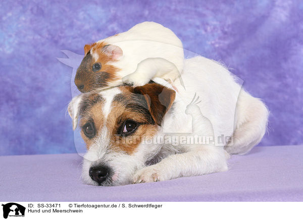 Hund und Meerschwein / SS-33471