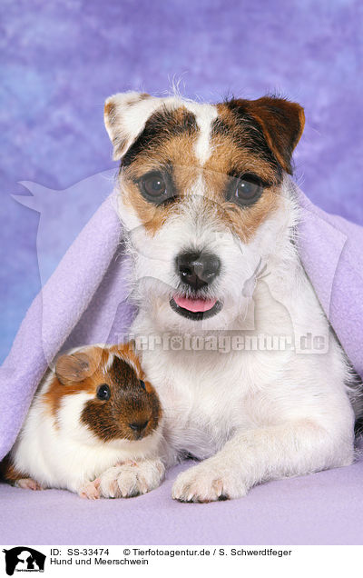 Hund und Meerschwein / dog and guinea pig / SS-33474