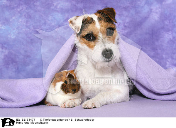 Hund und Meerschwein / dog and guinea pig / SS-33477