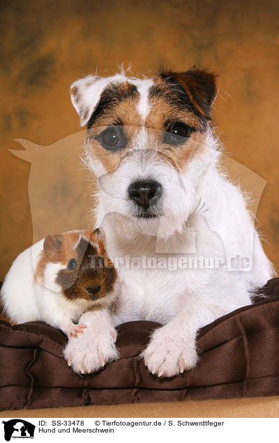 Hund und Meerschwein / dog and guinea pig / SS-33478