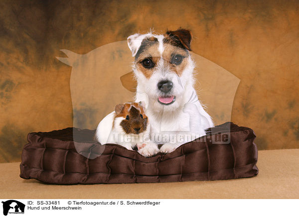 Hund und Meerschwein / SS-33481
