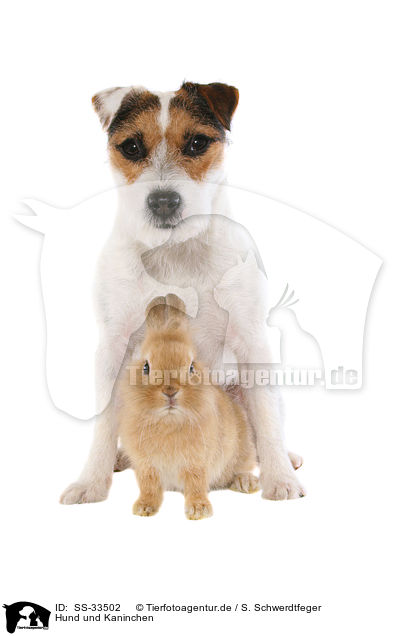 Hund und Kaninchen / SS-33502