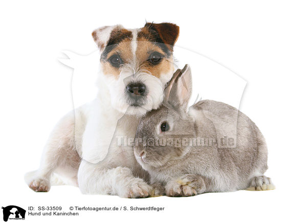 Hund und Kaninchen / SS-33509
