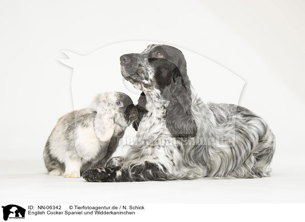 English Cocker Spaniel und Widderkaninchen / NN-06342