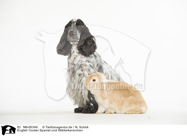 English Cocker Spaniel und Widderkaninchen / English Cocker Spaniel and lop-eared rabbit / NN-06348