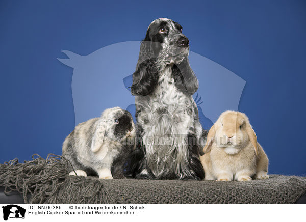 English Cocker Spaniel und Widderkaninchen / English Cocker Spaniel and lop-eared rabbits / NN-06386