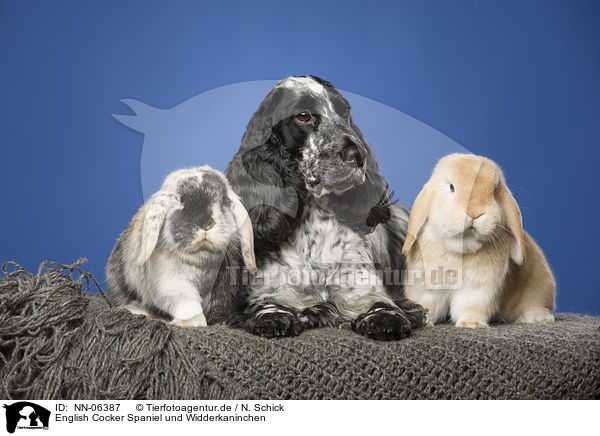 English Cocker Spaniel und Widderkaninchen / NN-06387