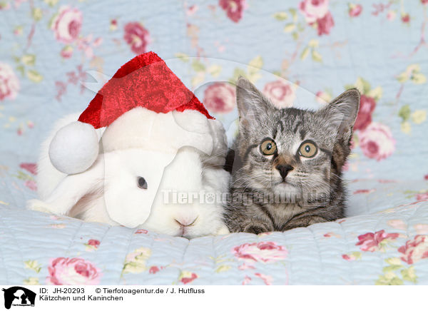 Ktzchen und Kaninchen / kitten and rabbit / JH-20293