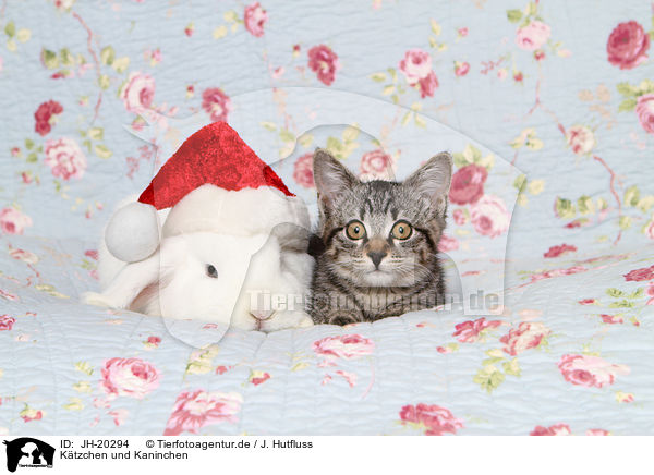 Ktzchen und Kaninchen / kitten and rabbit / JH-20294