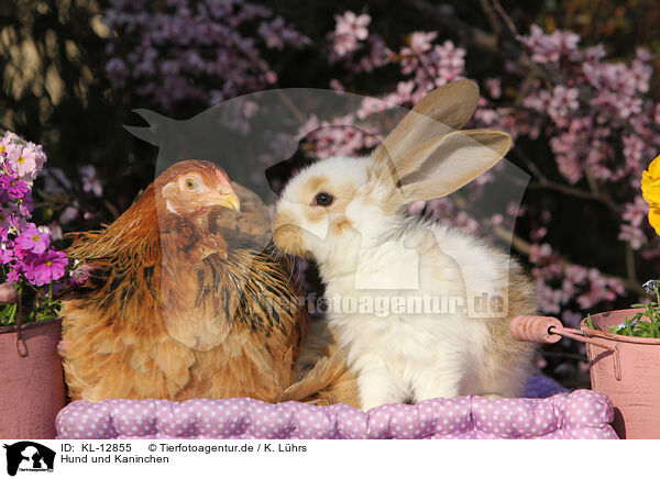 Hund und Kaninchen / chicken and rabbit / KL-12855