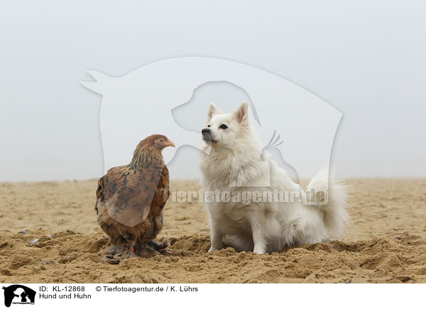Hund und Huhn / dog and chicken / KL-12868