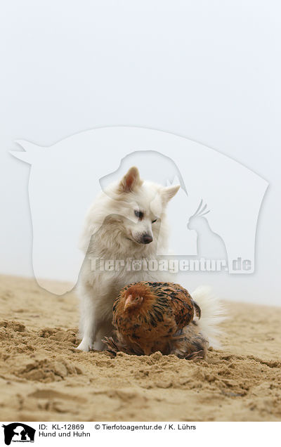 Hund und Huhn / dog and chicken / KL-12869