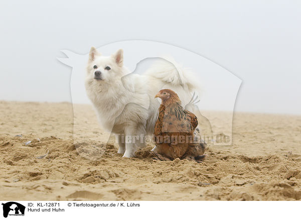 Hund und Huhn / dog and chicken / KL-12871