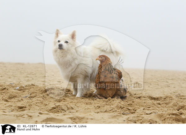 Hund und Huhn / KL-12871