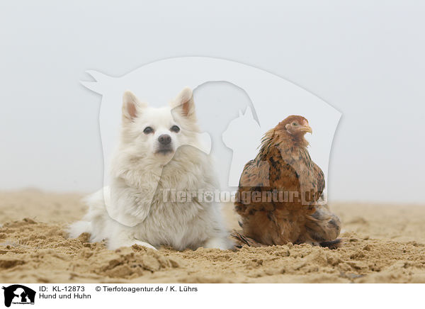 Hund und Huhn / dog and chicken / KL-12873