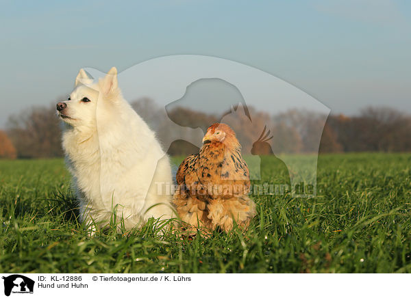 Hund und Huhn / KL-12886