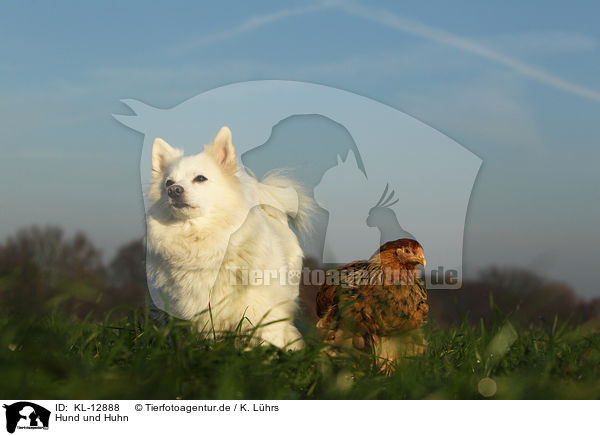 Hund und Huhn / dog and chicken / KL-12888