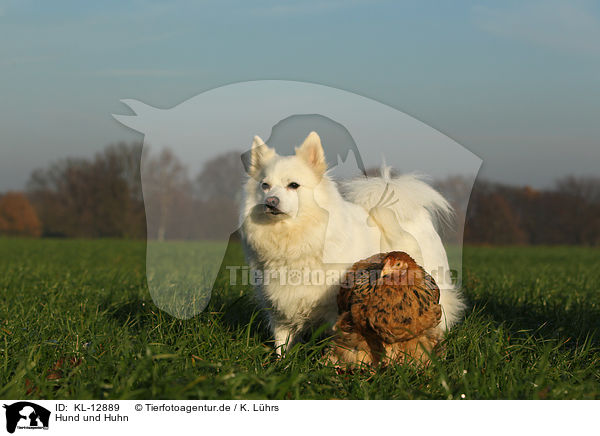 Hund und Huhn / KL-12889