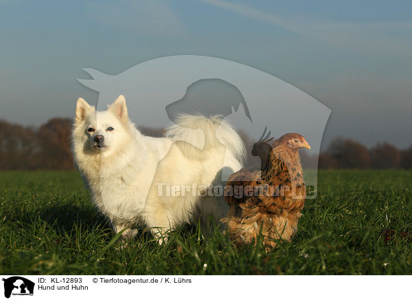 Hund und Huhn / KL-12893