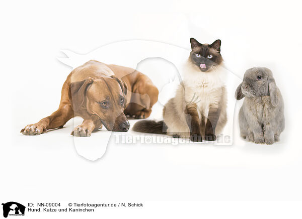 Hund, Katze und Kaninchen / NN-09004