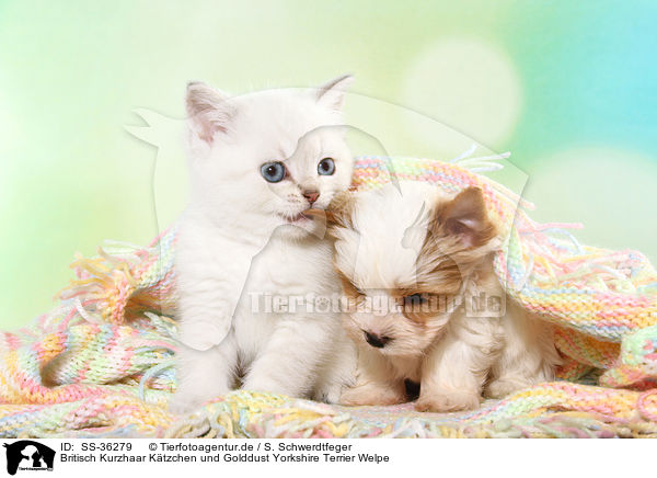 Britisch Kurzhaar Ktzchen und Golddust Yorkshire Terrier Welpe / British Shorthair Kitten and Golddust Yorkshire Terrier Puppy / SS-36279