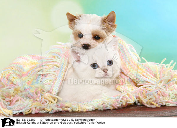 Britisch Kurzhaar Ktzchen und Golddust Yorkshire Terrier Welpe / SS-36283