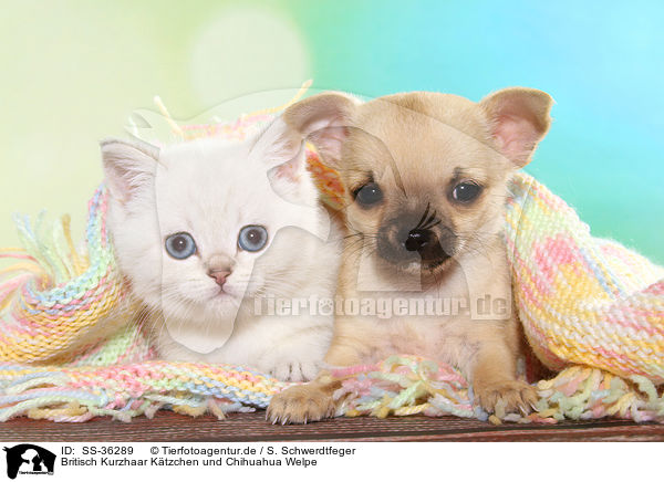 Britisch Kurzhaar Ktzchen und Chihuahua Welpe / SS-36289