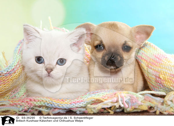 Britisch Kurzhaar Ktzchen und Chihuahua Welpe / SS-36290