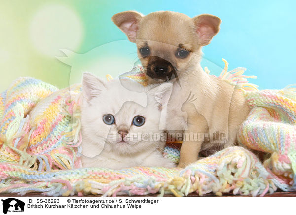 Britisch Kurzhaar Ktzchen und Chihuahua Welpe / SS-36293