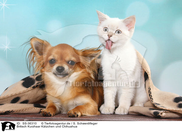 Britisch Kurzhaar Ktzchen und Chihuahua / British Shorthair Kitten and Chihuahua / SS-36310