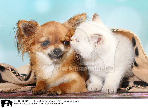Britisch Kurzhaar K�tzchen und Chihuahua / British Shorthair Kitten and Chihuahua / SS-36311