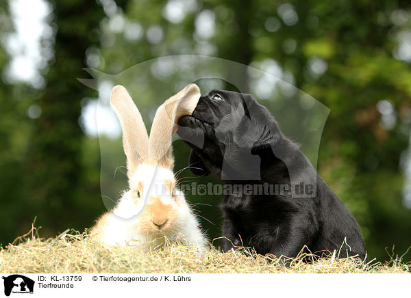 Tierfreunde / KL-13759
