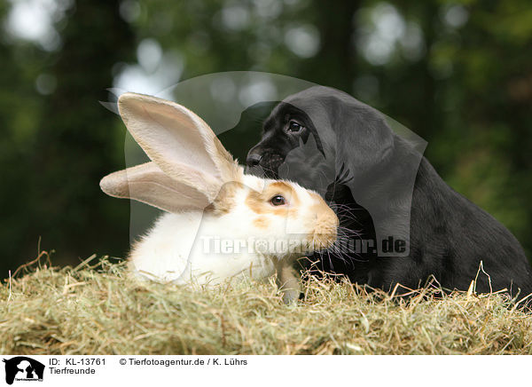 Tierfreunde / animal friends / KL-13761