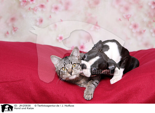 Hund und Katze / JH-20836