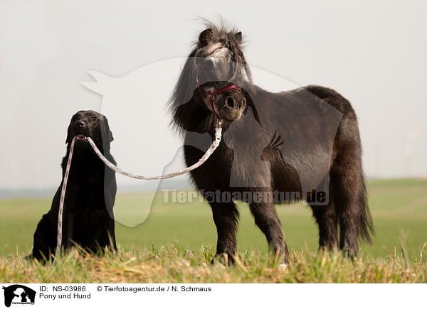 Pony und Hund / pony and dog / NS-03986