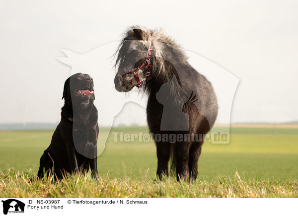 Pony und Hund / NS-03987