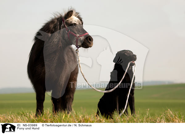 Pony und Hund / NS-03989