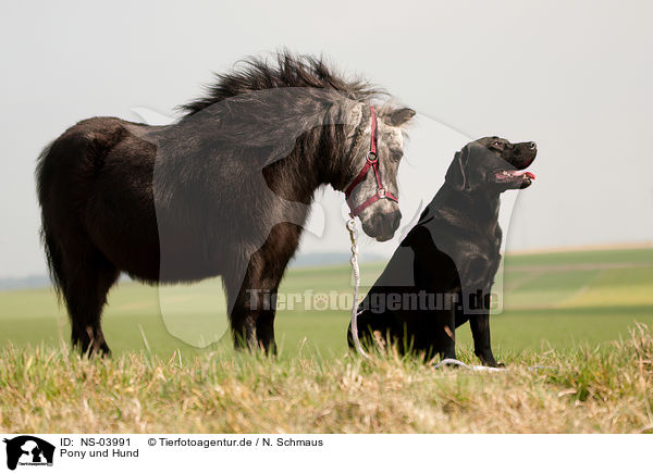 Pony und Hund / NS-03991
