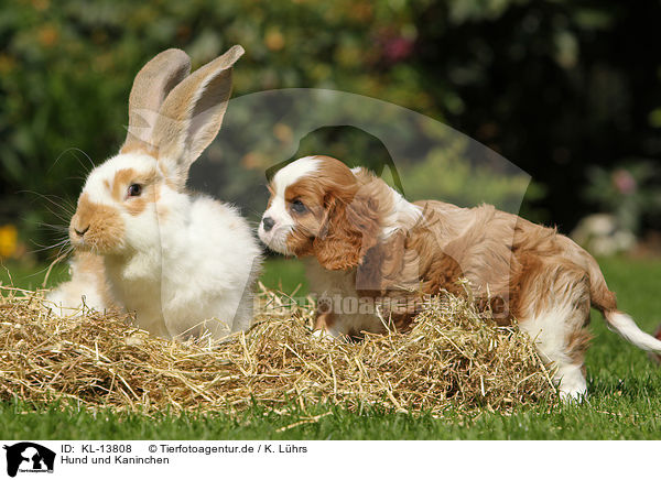 Hund und Kaninchen / KL-13808