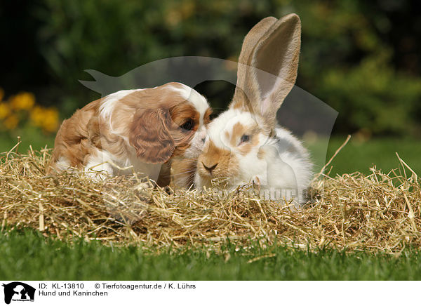 Hund und Kaninchen / dog and rabbit / KL-13810