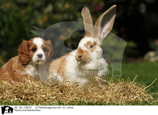 Hund und Kaninchen / dog and rabbit / KL-13813