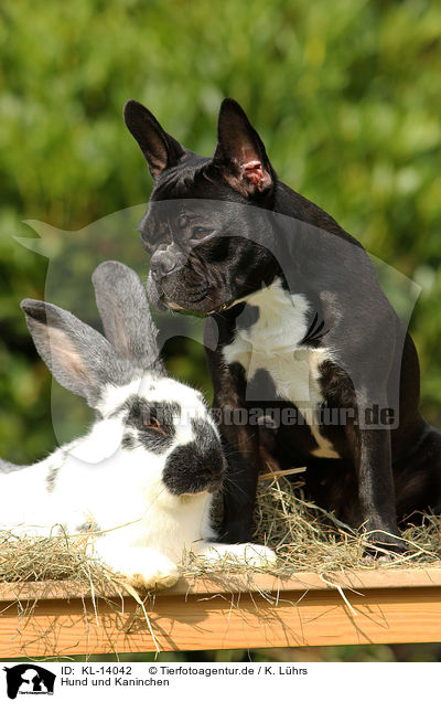 Hund und Kaninchen / dog and rabbit / KL-14042