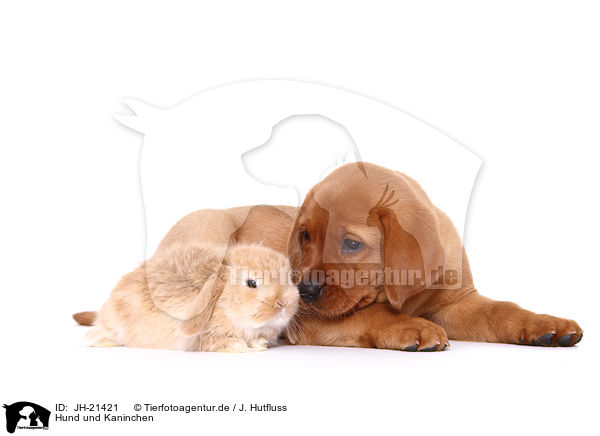 Hund und Kaninchen / JH-21421