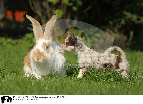 Kaninchen und Welpe / Rabbit and Puppy / KL-14288