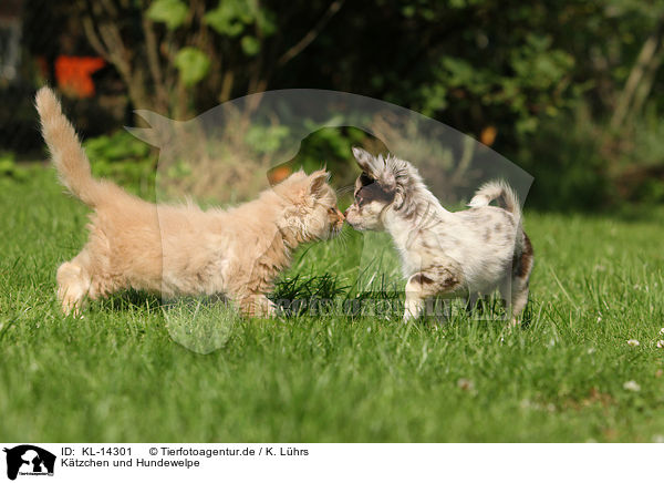 K�tzchen und Hundewelpe / Kitten and Puppy / KL-14301